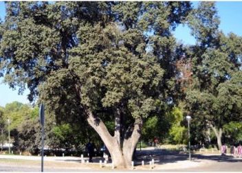 Revisión del catálogo de árboles singulares de la Comunidad Autónoma de Madrid