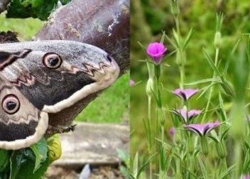 Inventarios abiertos de flora y fauna amenaza de Bizkaia